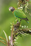 Image. Grauwangenpapagei