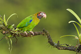 Image. Grauwangenpapagei
