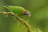 Image. Grauwangenpapagei