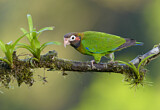 Image. Grauwangenpapagei