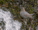 Image. Grauwasseramsel