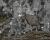 Image. Grauwasseramsel