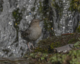 Image. Grauwasseramsel