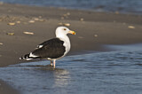 Image. Great Black-backed Gull
