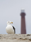 Image. Great Black-backed Gull