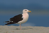 Image. Great Black-backed Gull