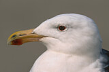 Image. Great Black-backed Gull
