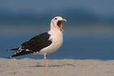 Image. Great Black-backed Gull