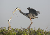 Image. Great Blue Heron