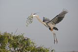 Image. Great Blue Heron