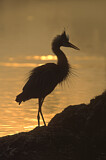 Image. Great Blue Heron
