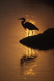 Image. Great Blue Heron