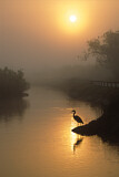 Image. Great Blue Heron