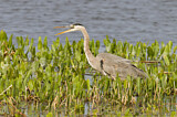 Image. Great Blue Heron