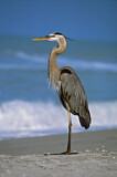 Image. Great Blue Heron