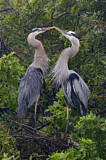Image. Great Blue Heron