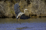 Image. Great Blue Heron