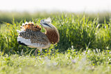 Image. Great Bustard