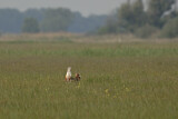 Image. Great Bustard