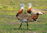 Image. Great Bustard