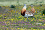 Image. Great Bustard