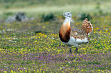 Image. Great Bustard