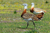 Image. Great Bustard