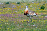 Image. Great Bustard