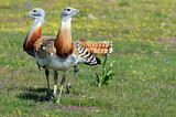 Image. Great Bustard
