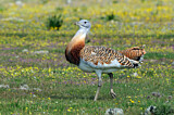 Image. Great Bustard