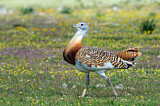 Image. Great Bustard