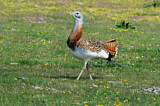 Image. Great Bustard