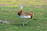 Image. Great Bustard