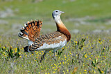 Image. Great Bustard