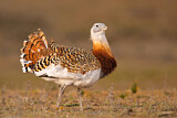 Image. Great Bustard