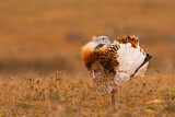 Image. Great Bustard