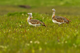 Image. Great Bustard