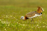 Image. Great Bustard