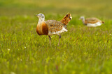 Image. Great Bustard