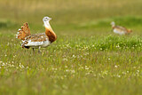 Image. Great Bustard