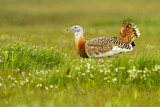 Image. Great Bustard