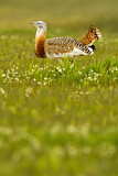Image. Great Bustard