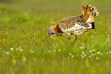 Image. Great Bustard
