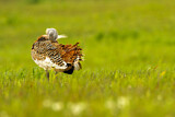 Image. Great Bustard