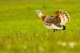 Image. Great Bustard