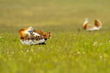 Image. Great Bustard