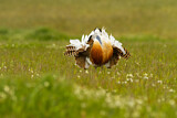 Image. Great Bustard