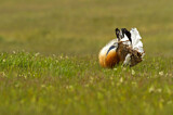 Image. Great Bustard