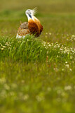 Image. Great Bustard