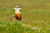 Image. Great Bustard